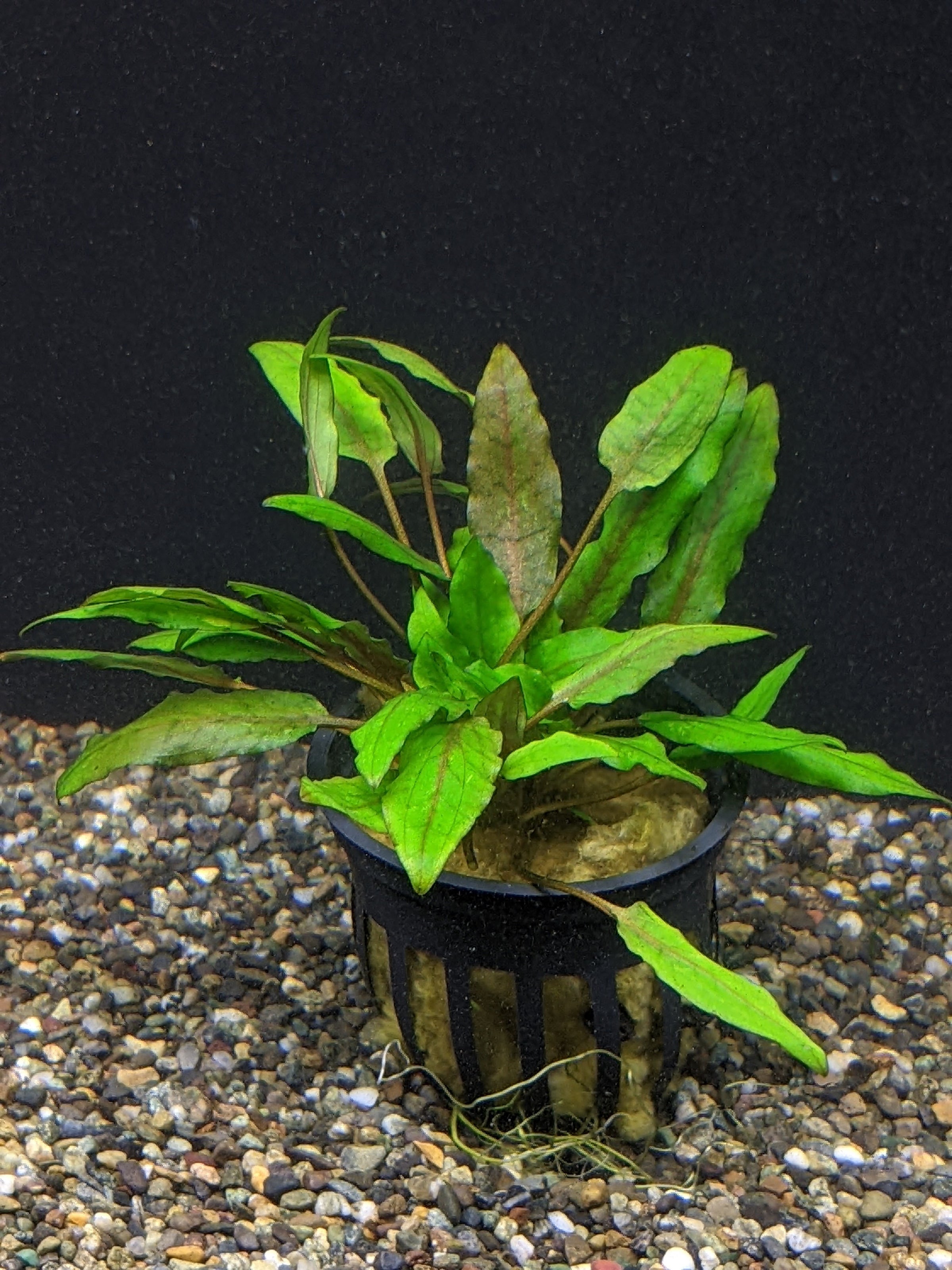 Cryptocoryne wendtii 'Green' For Sale - Aquarium Zen | Aquarium