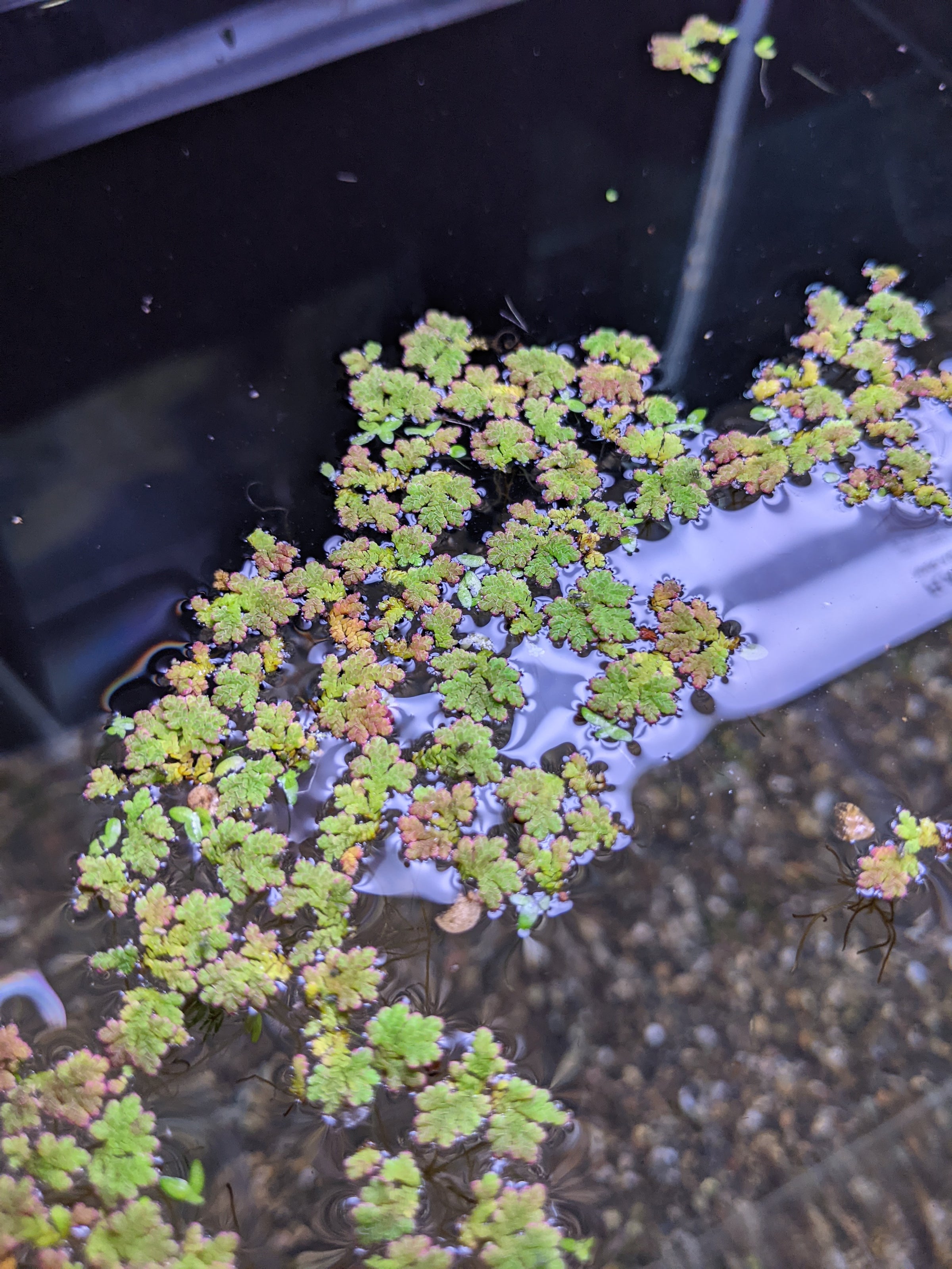 Azolla cristata