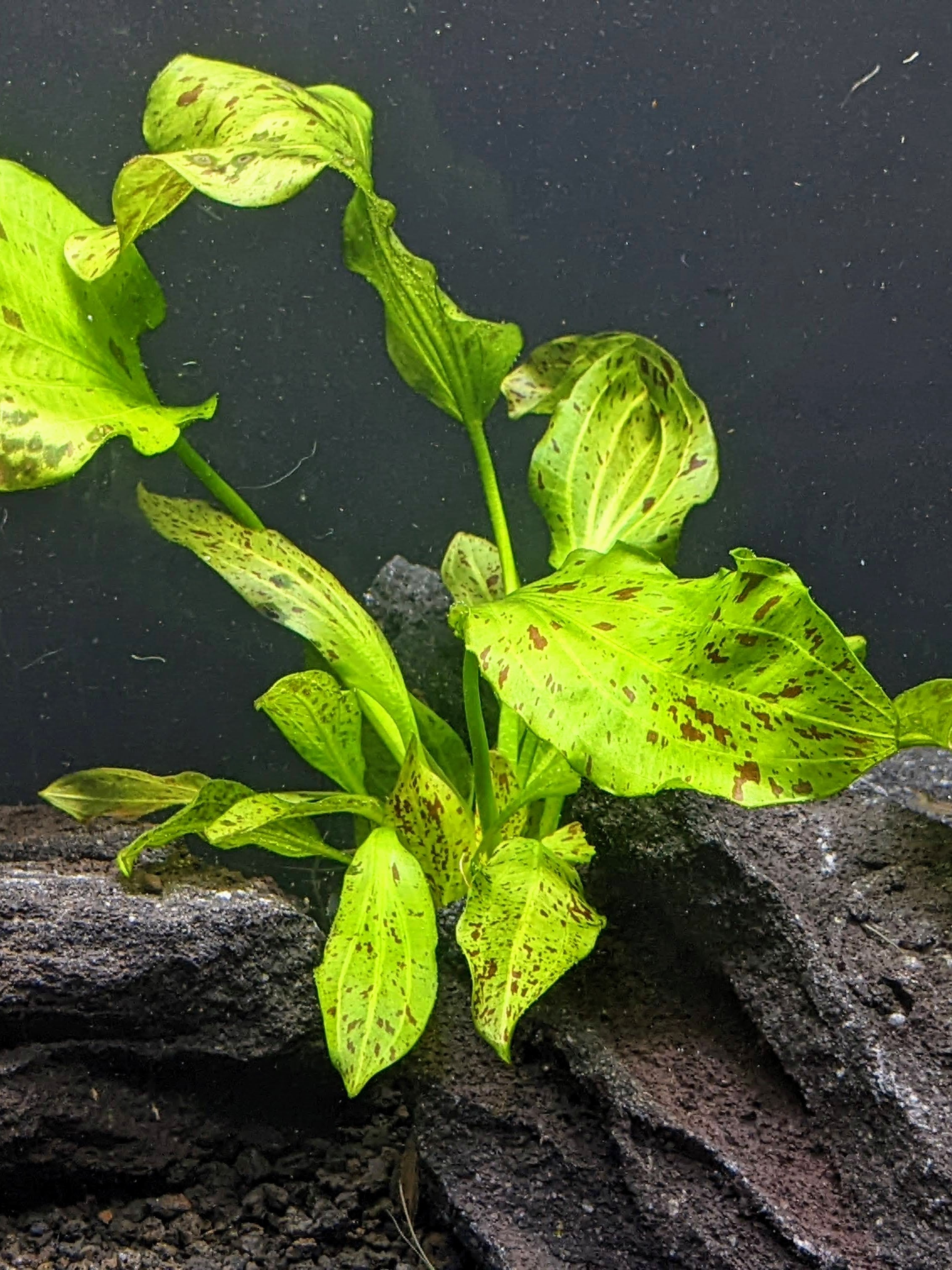 Green Ozelot Sword For Sale - Aquarium Zen | Aquarium Zen, LLC