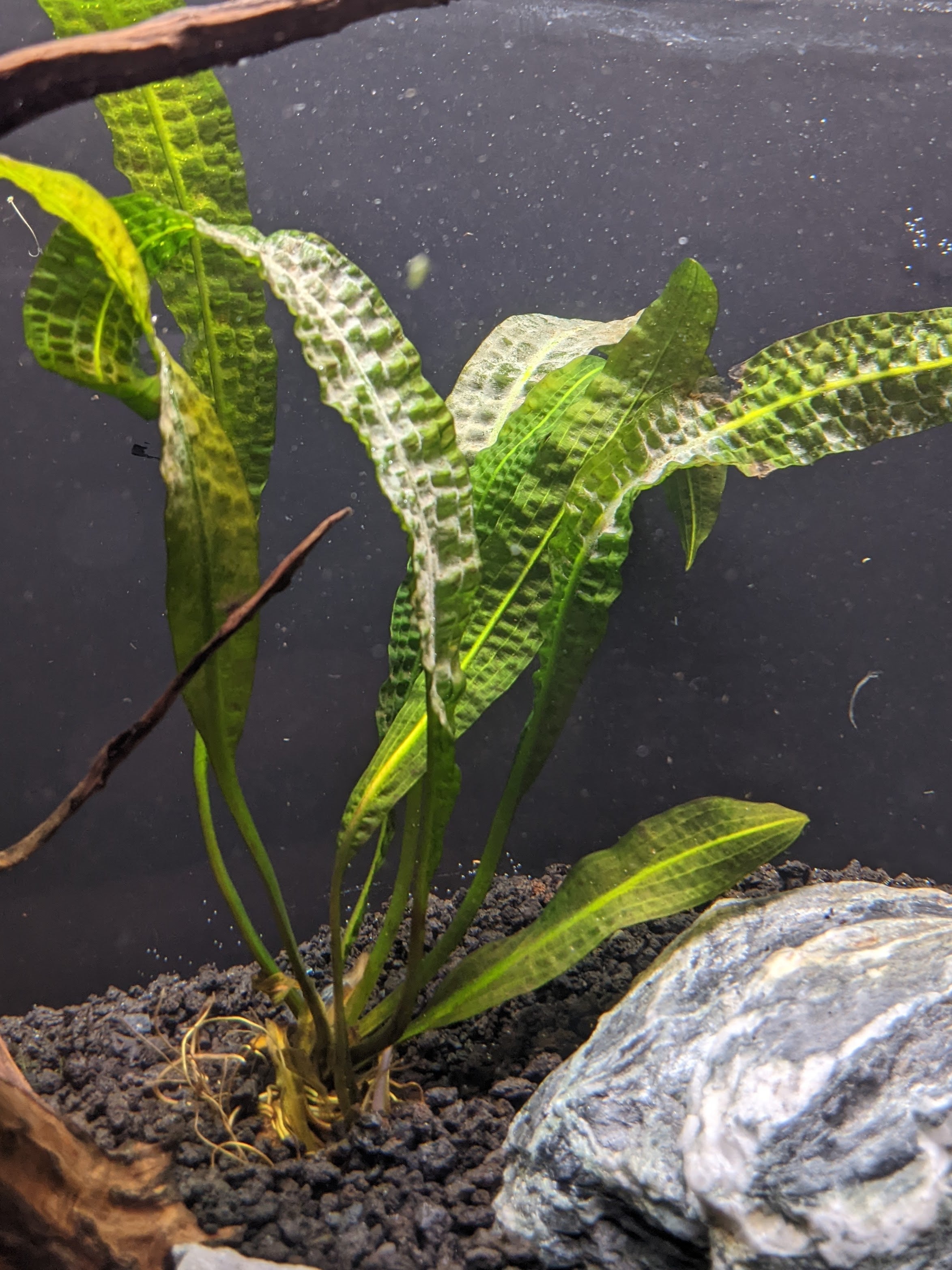 Aponogeton boivinianus For Sale | Aquarium Zen | Aquarium Zen, LLC