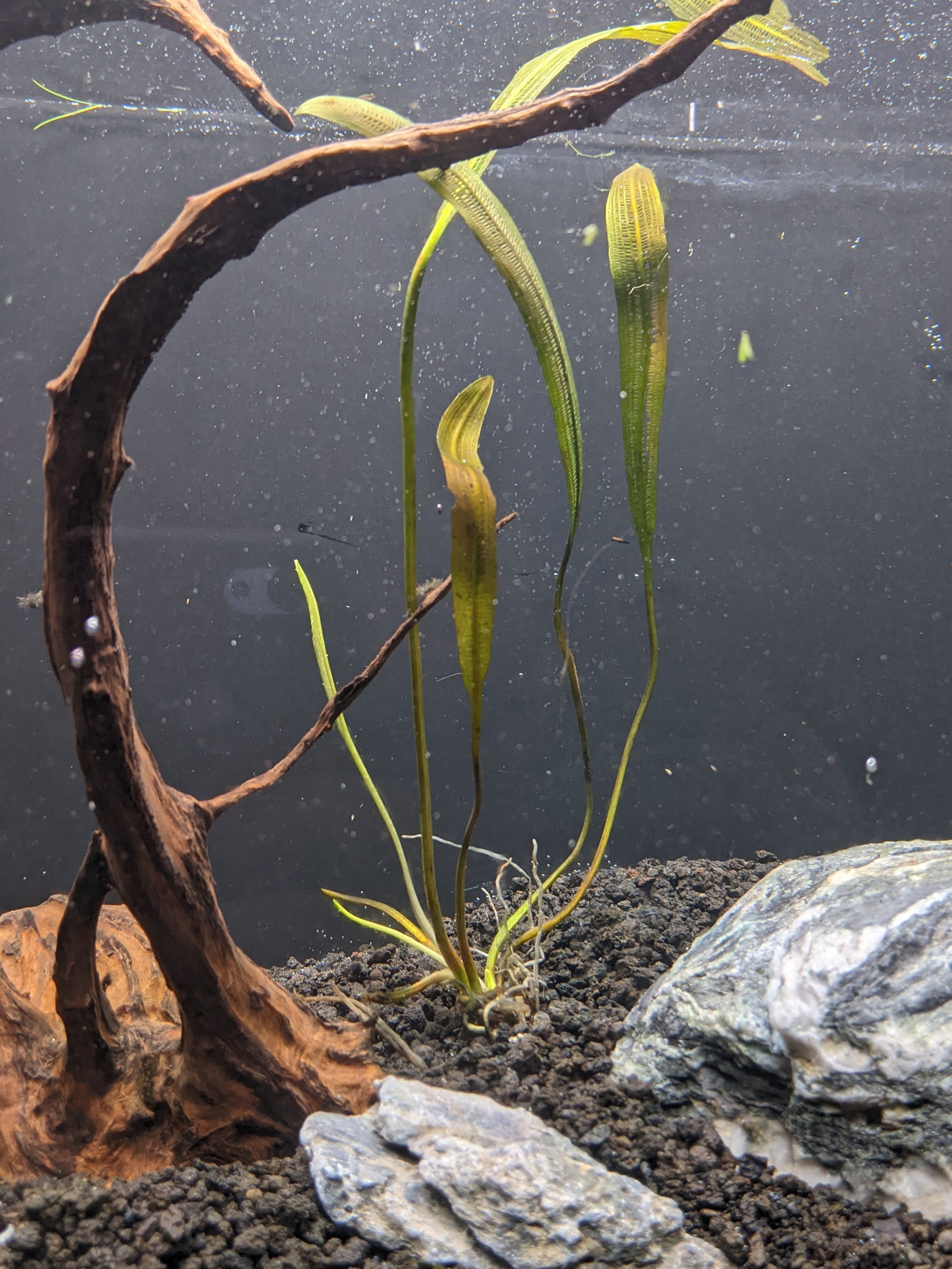 Madagascar Lace Plant For Sale | Aquarium Zen