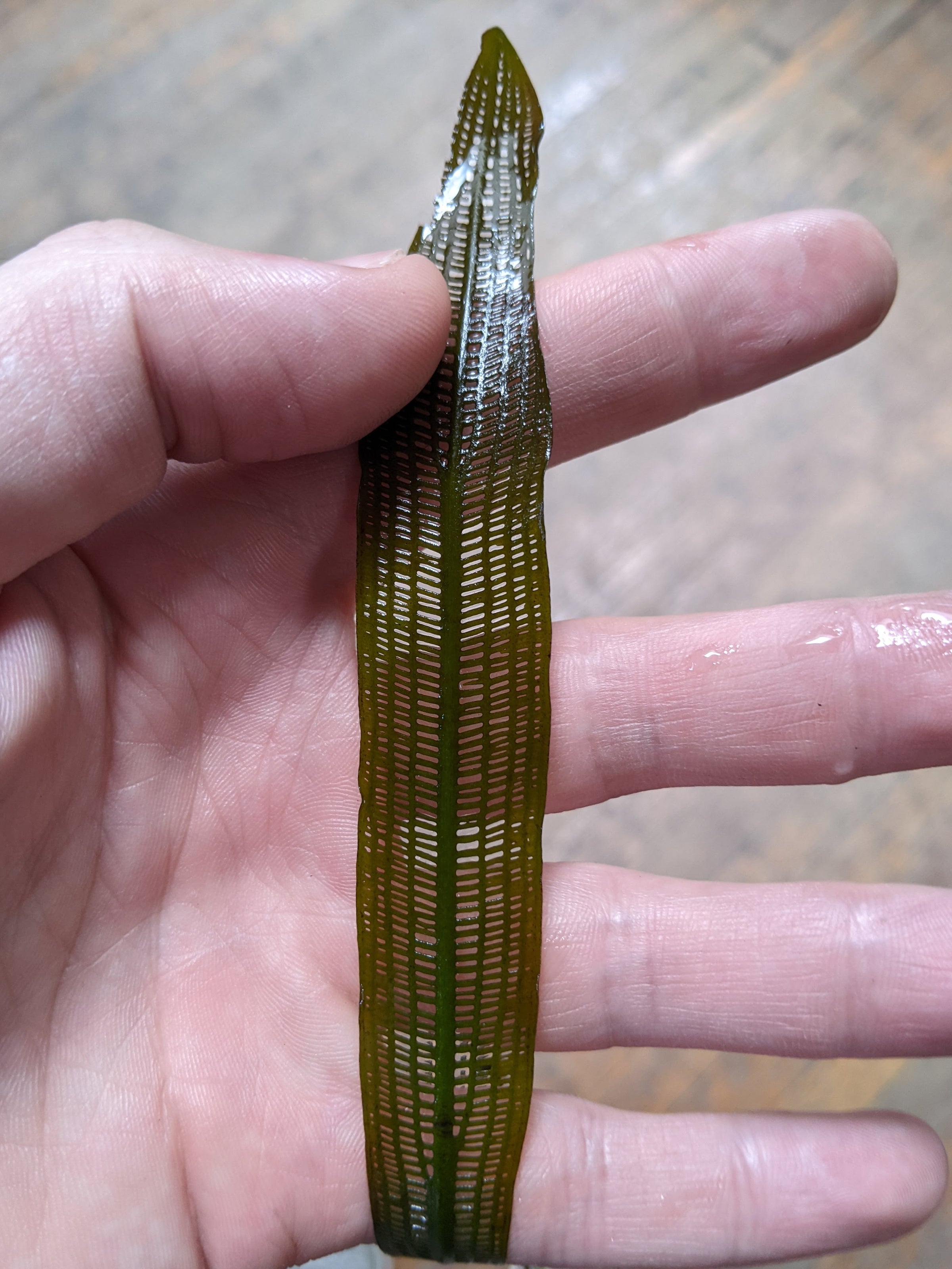 Madagascar Lace Plant For Sale | Aquarium Zen | Aquarium Zen, LLC