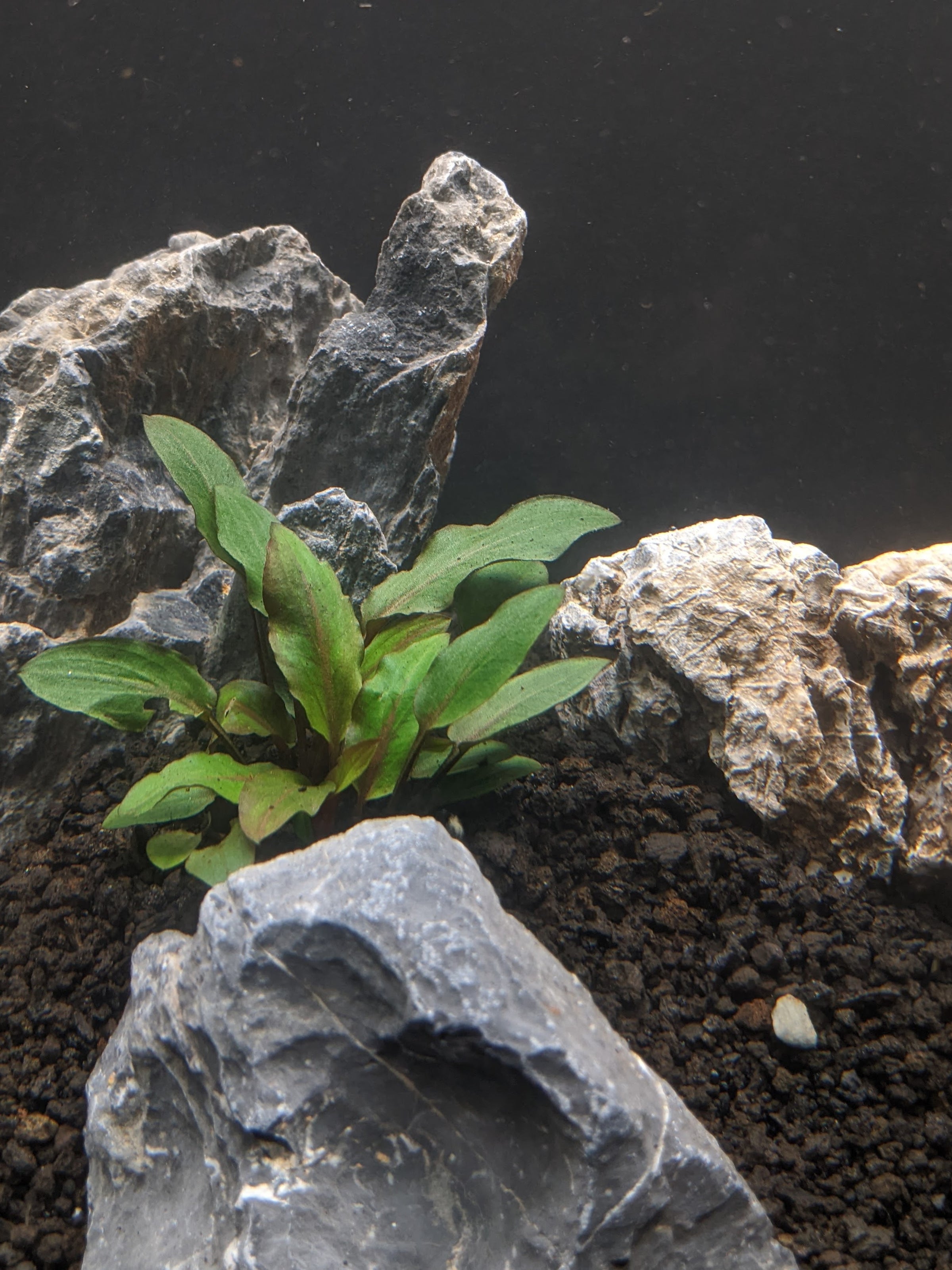 Cryptocoryne beckettii 'Petchii' For Sale - Aquarium Zen