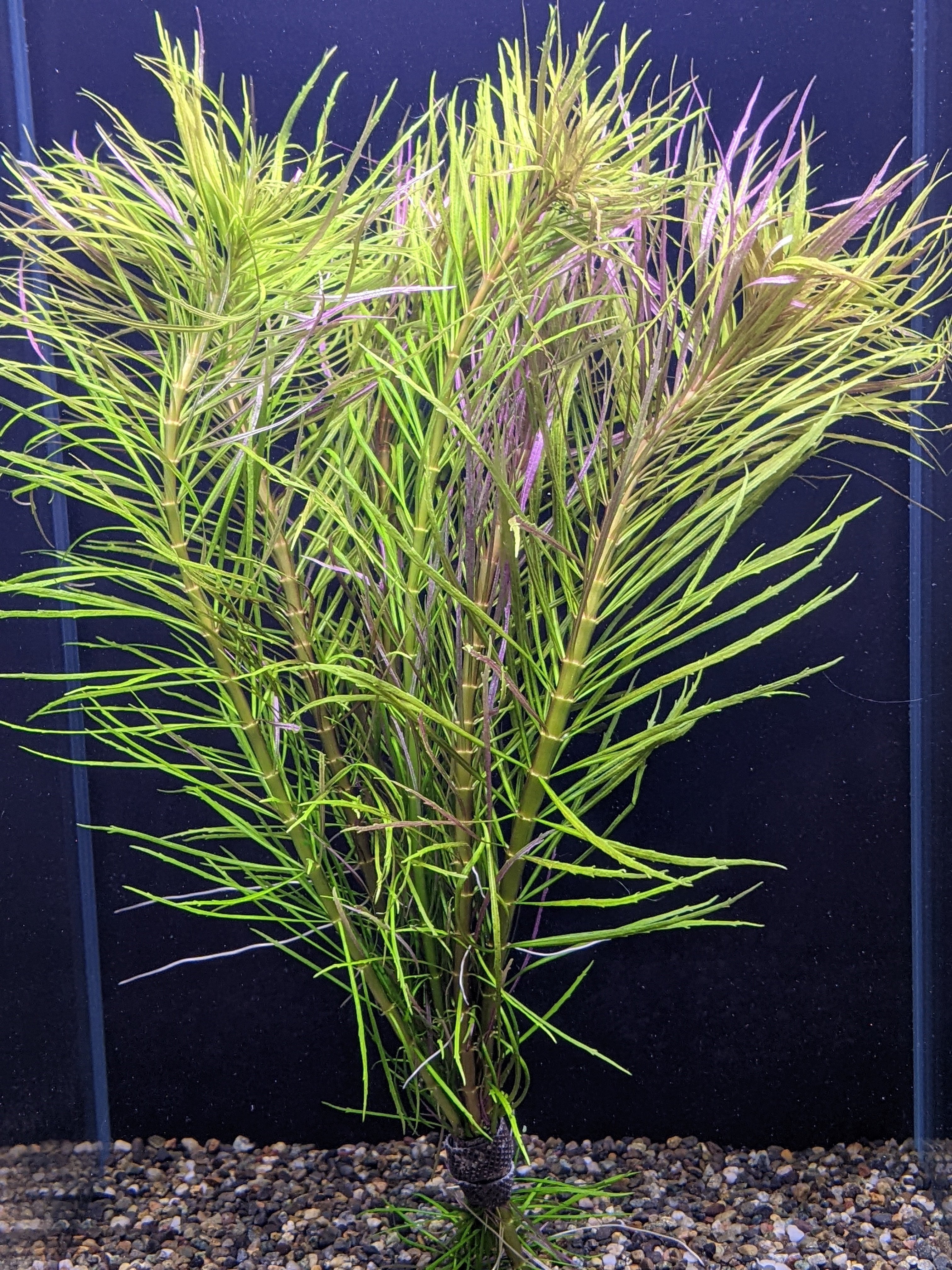 Pogostemon stellatus 'Dassen' For Sale | Aquarium Zen | Aquarium