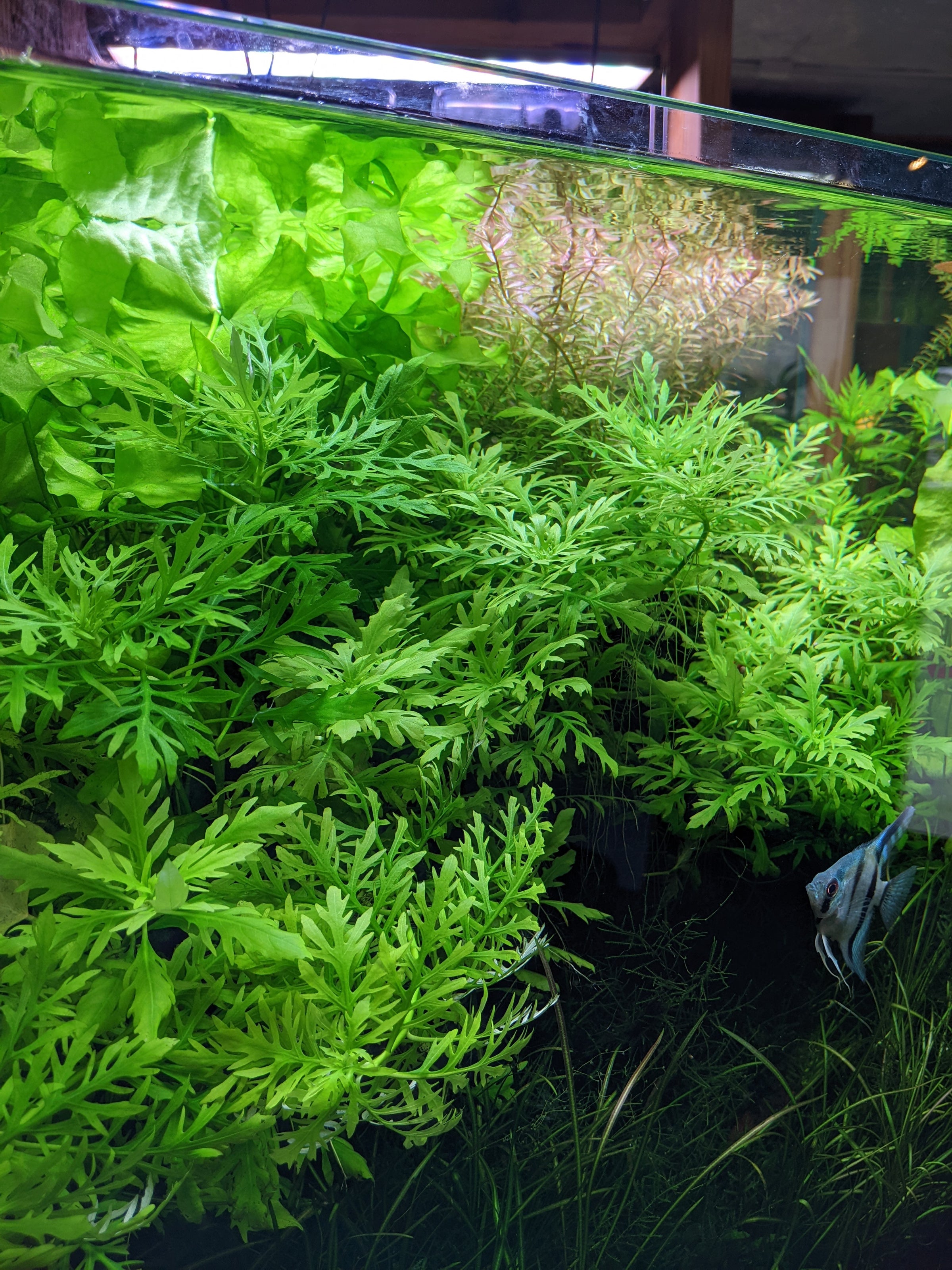 Water Wisteria For Sale - Aquarium Zen | Aquarium Zen, LLC