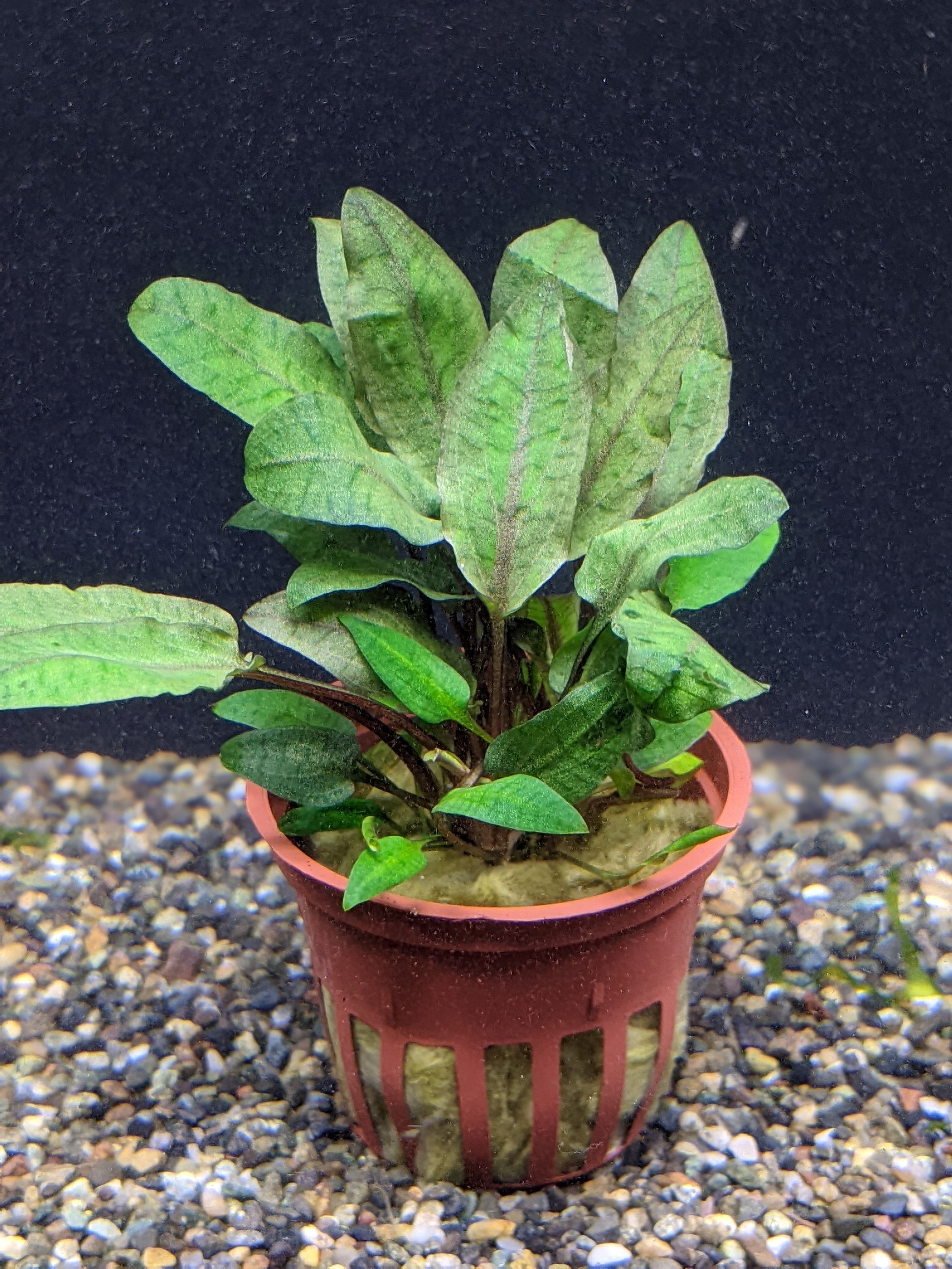 ケ*チ様 Cryptocoryne sp. philippines Min-2 Cryptocoryne Keii Easy