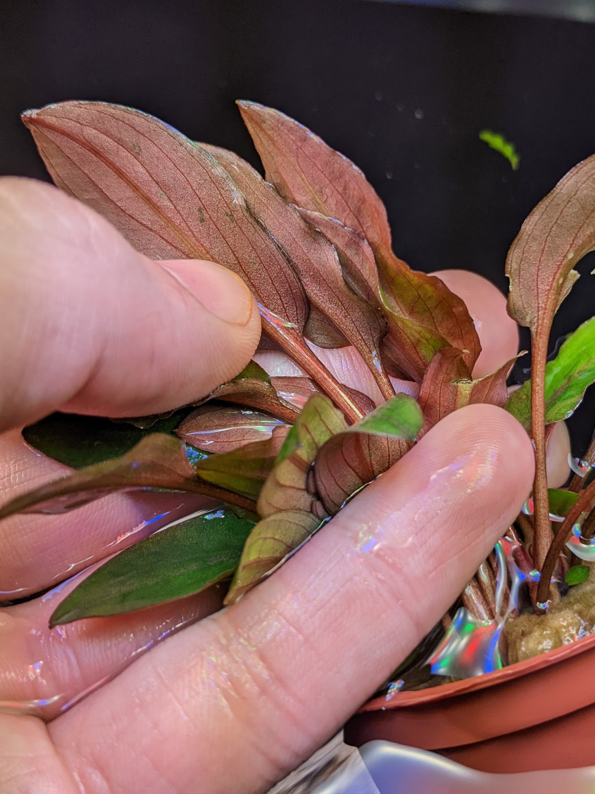 Cryptocoryne beckettii 'Petchii' For Sale - Aquarium Zen