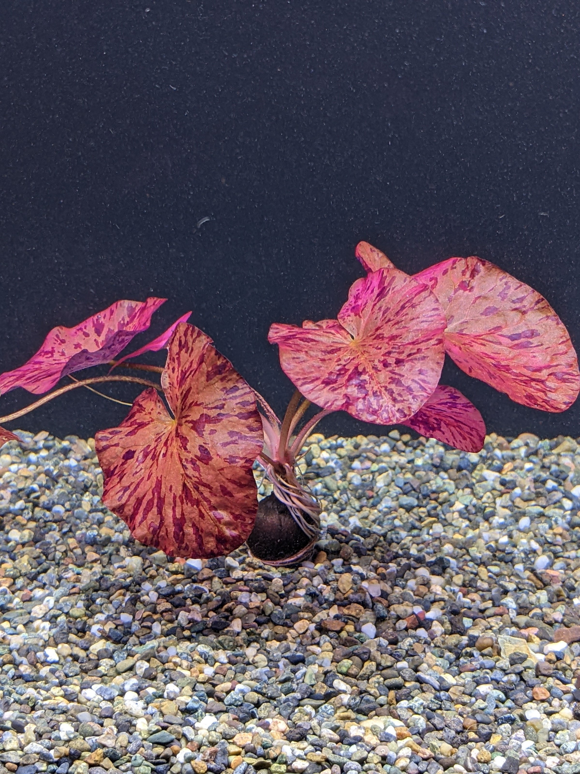 Red Tiger Lotus For Sale - Aquarium Zen