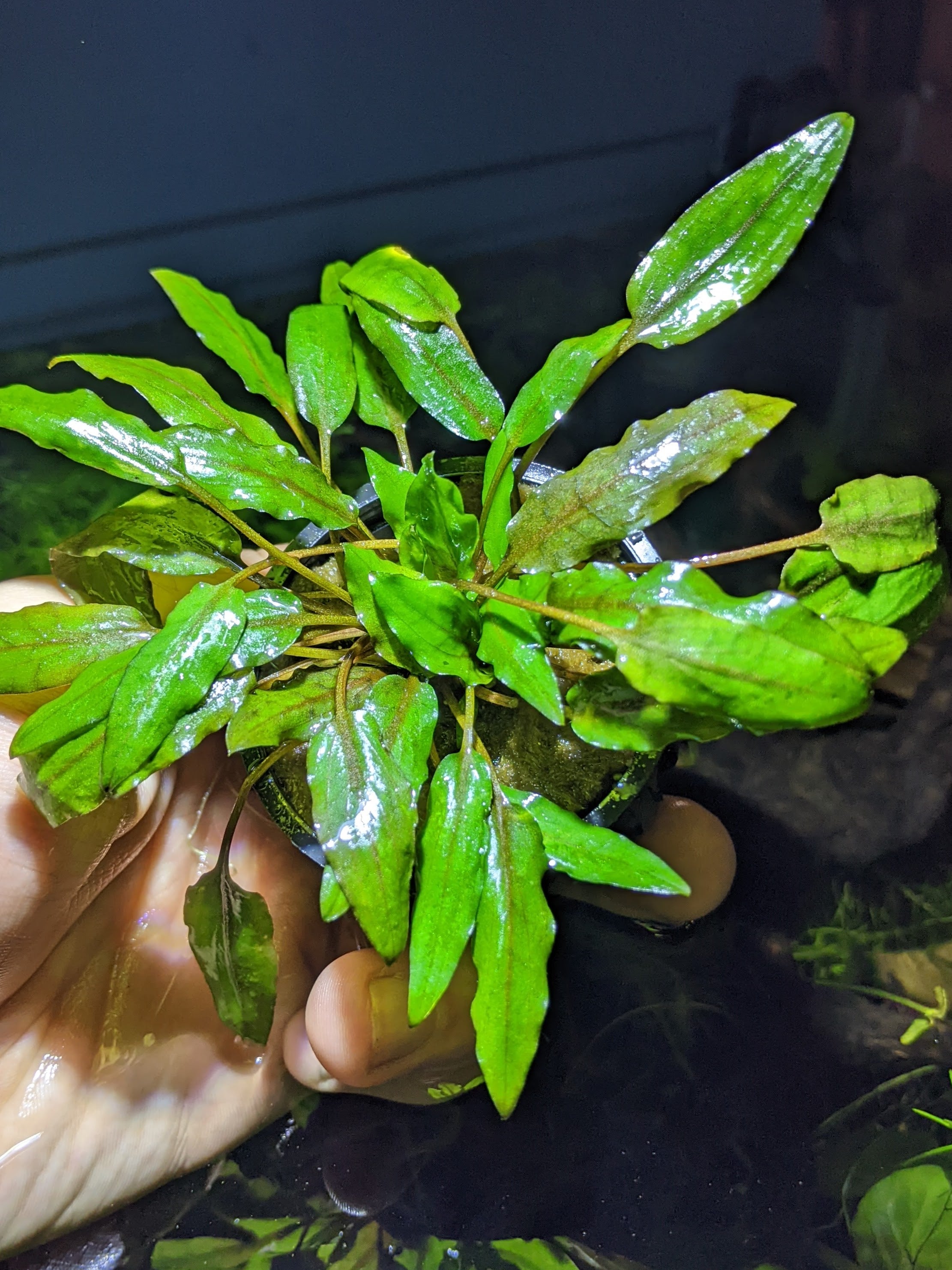 ideal para principiantes y expertos. Su follaje verde intenso y elegante aporta un toque natural a tu acuario. Crece en diversas condiciones de agua, ayuda a absorber nutrientes y reducir algas, y proporciona refugio para peces. Perfecta para medio o fondo del acuario, combina belleza y funcionalidad, manteniendo tu tanque equilibrado y lleno de vida.