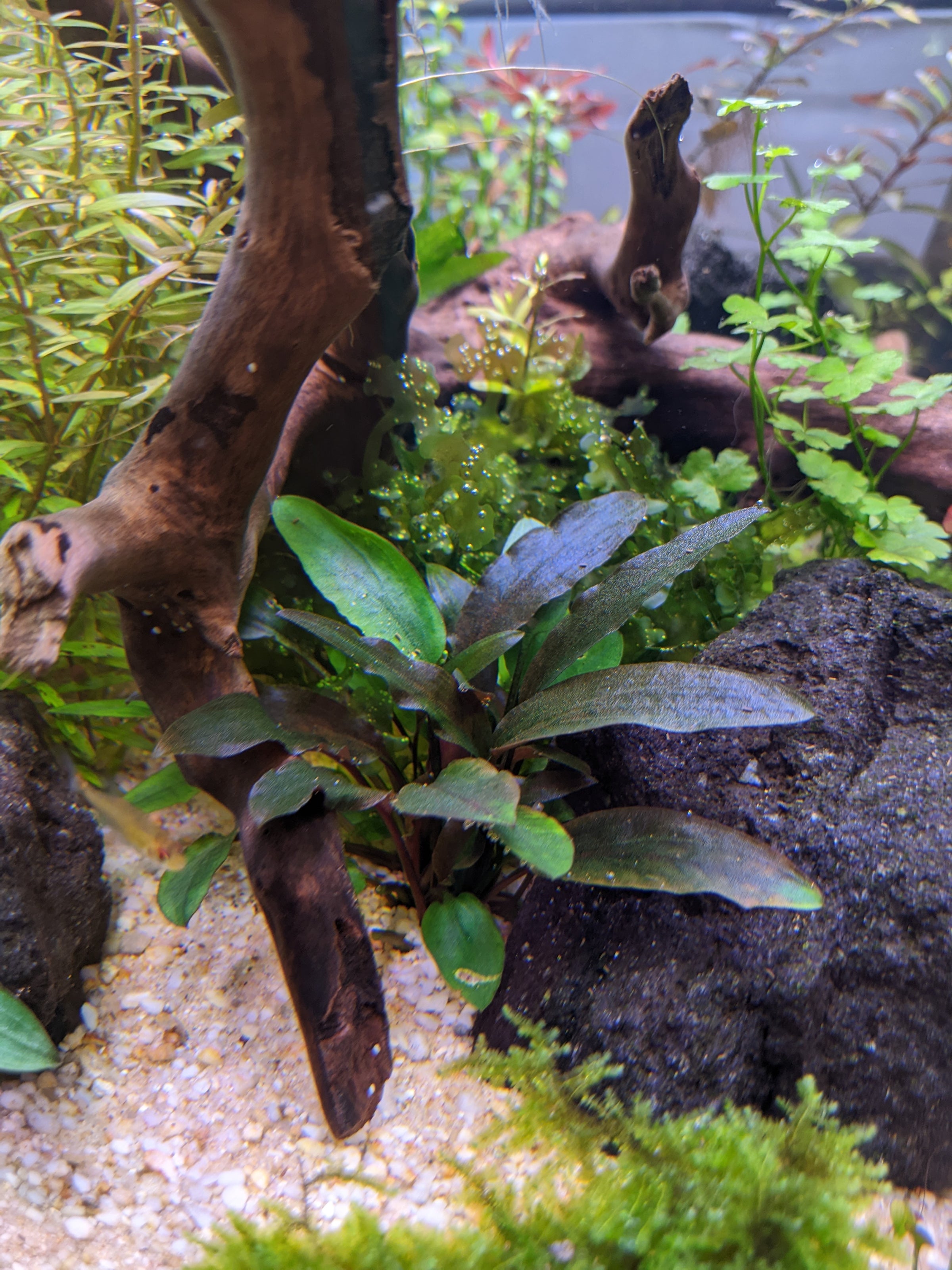 Cryptocoryne beckettii 'Petchii' For Sale - Aquarium Zen
