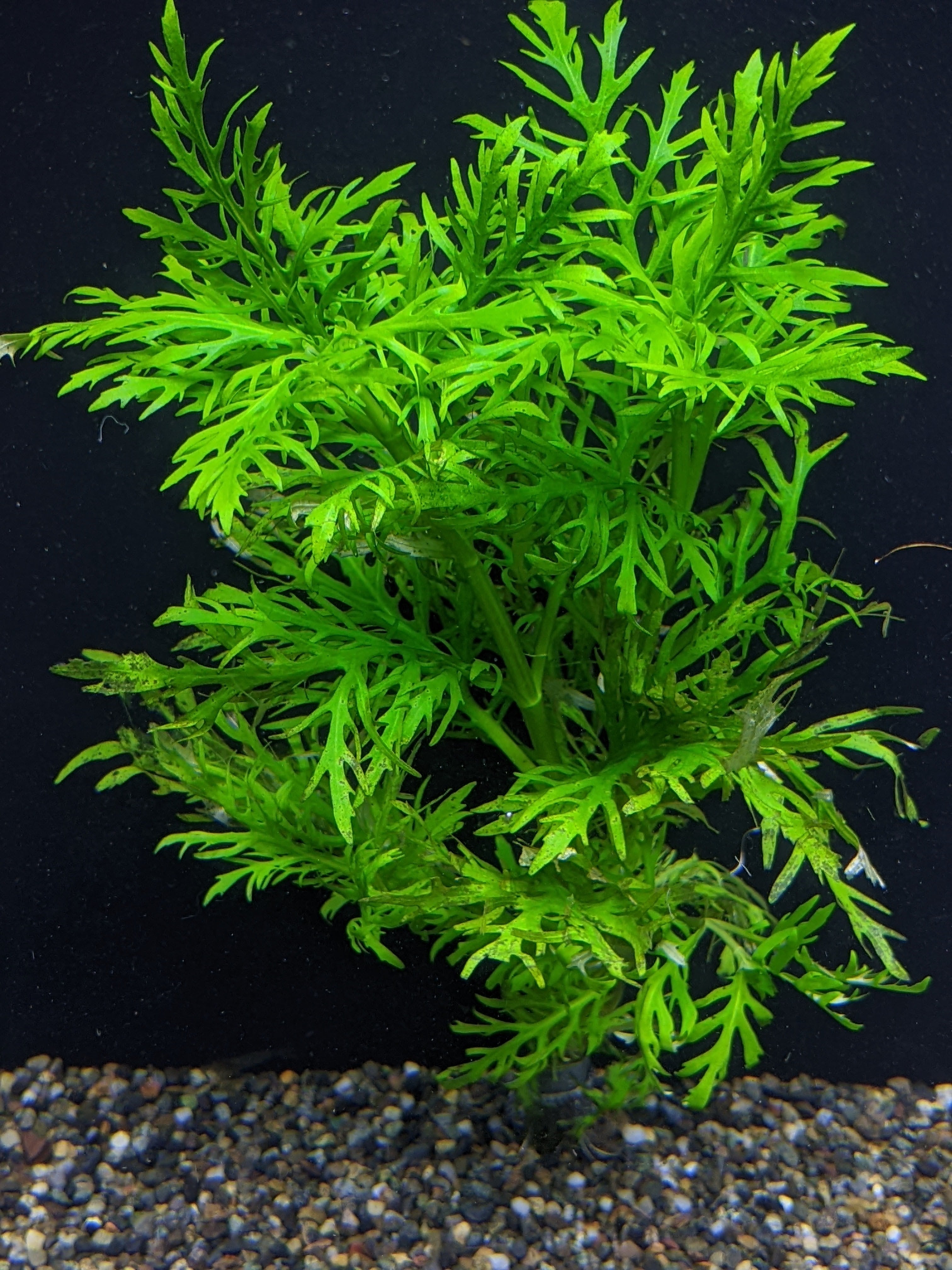 Water Wisteria For Sale - Aquarium Zen | Aquarium Zen, LLC