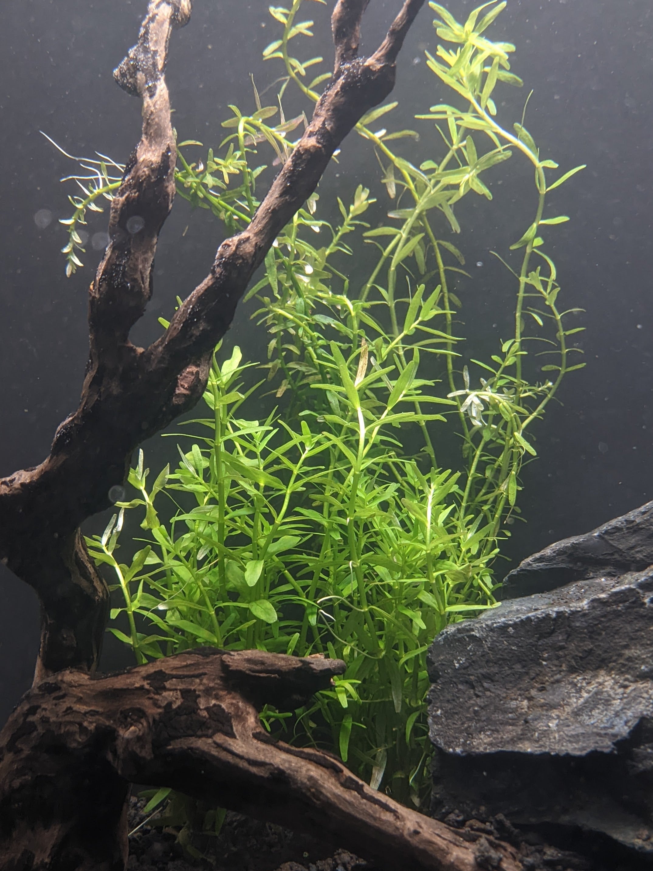 Rotala rotundifolia 'Green' For Sale - Aquarium Zen