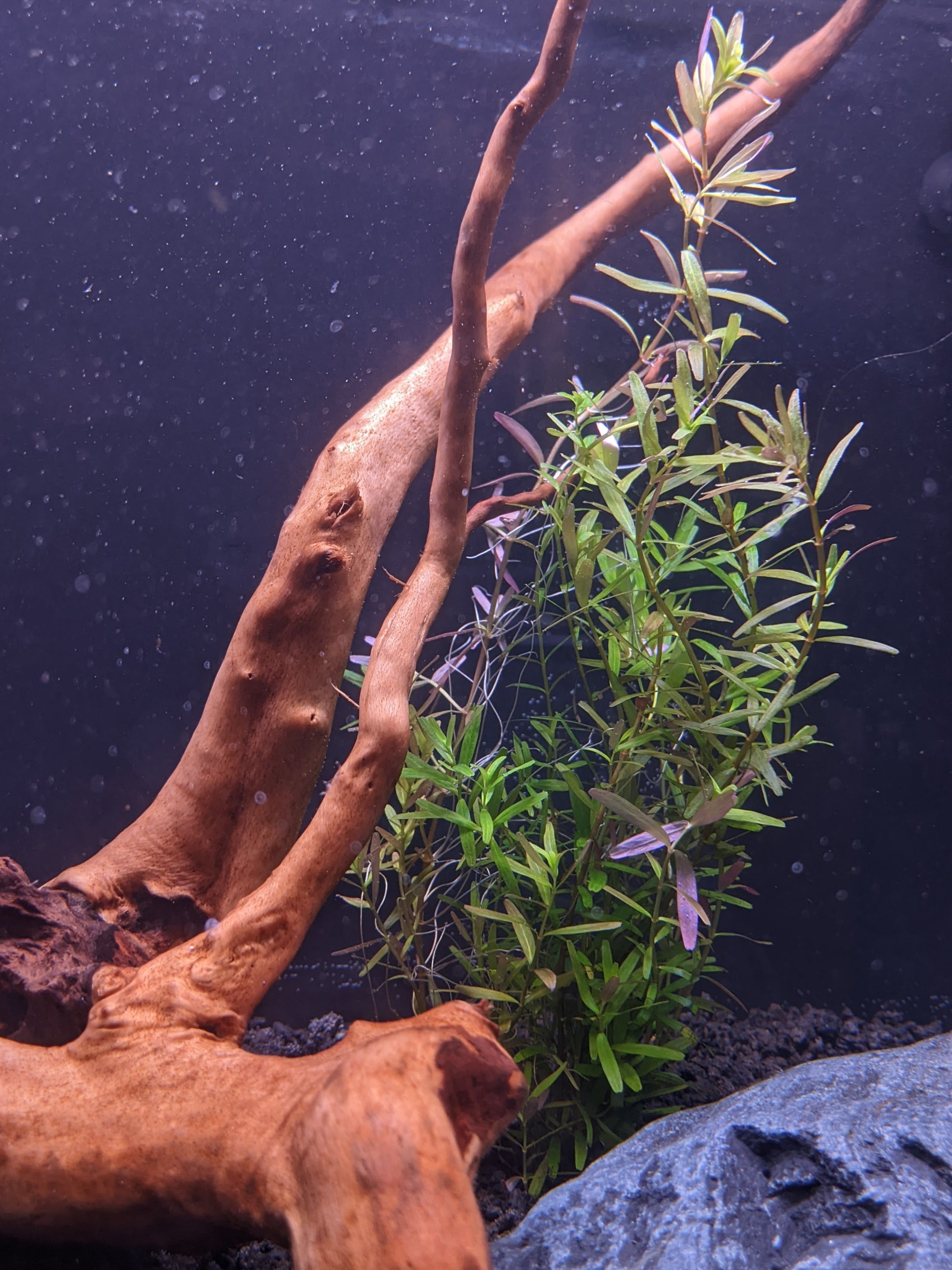 Rotala 'Ceylon' For Sale - Aquarium Zen