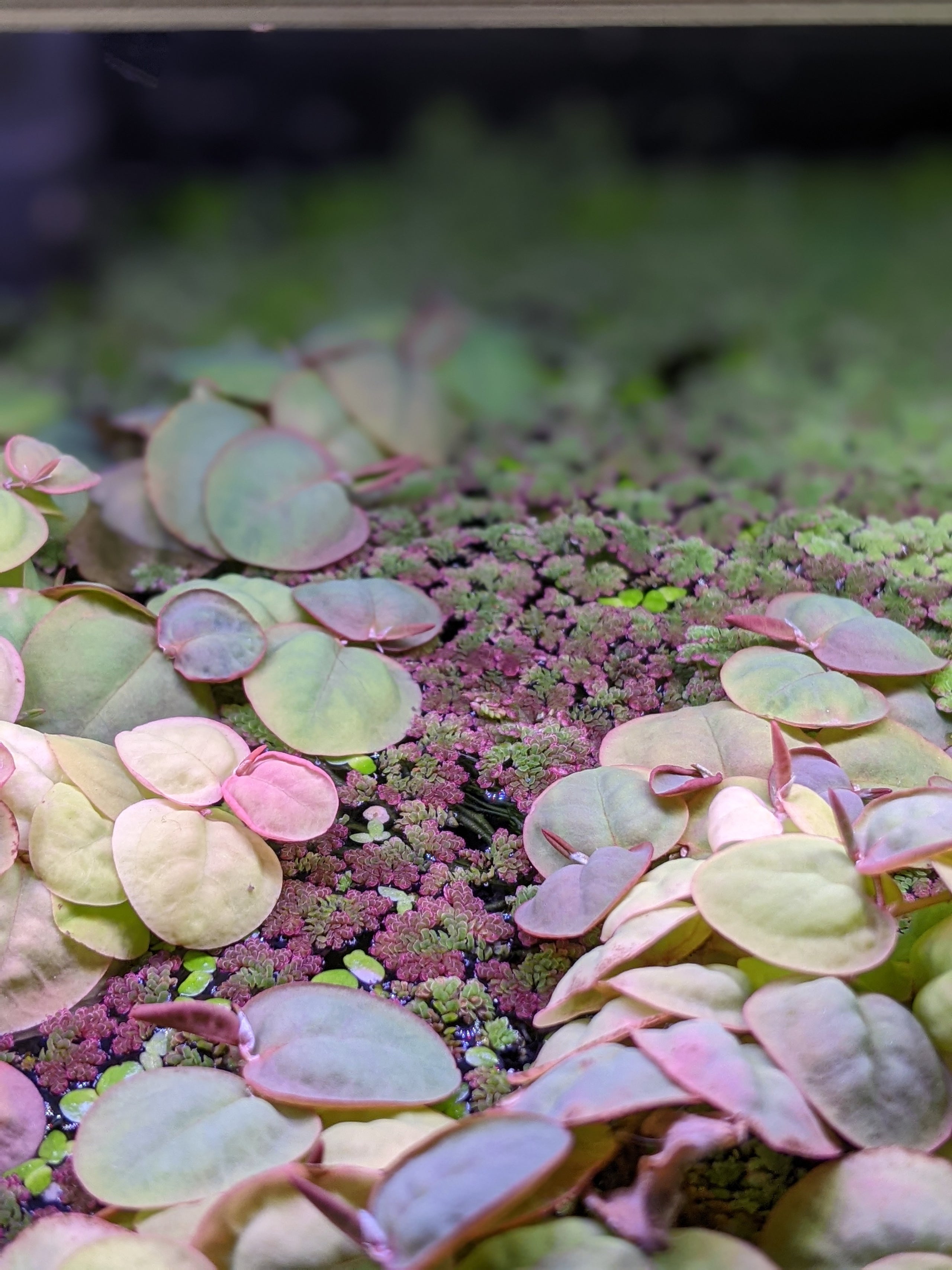 Azolla cristata | Aquarium Zen, LLC