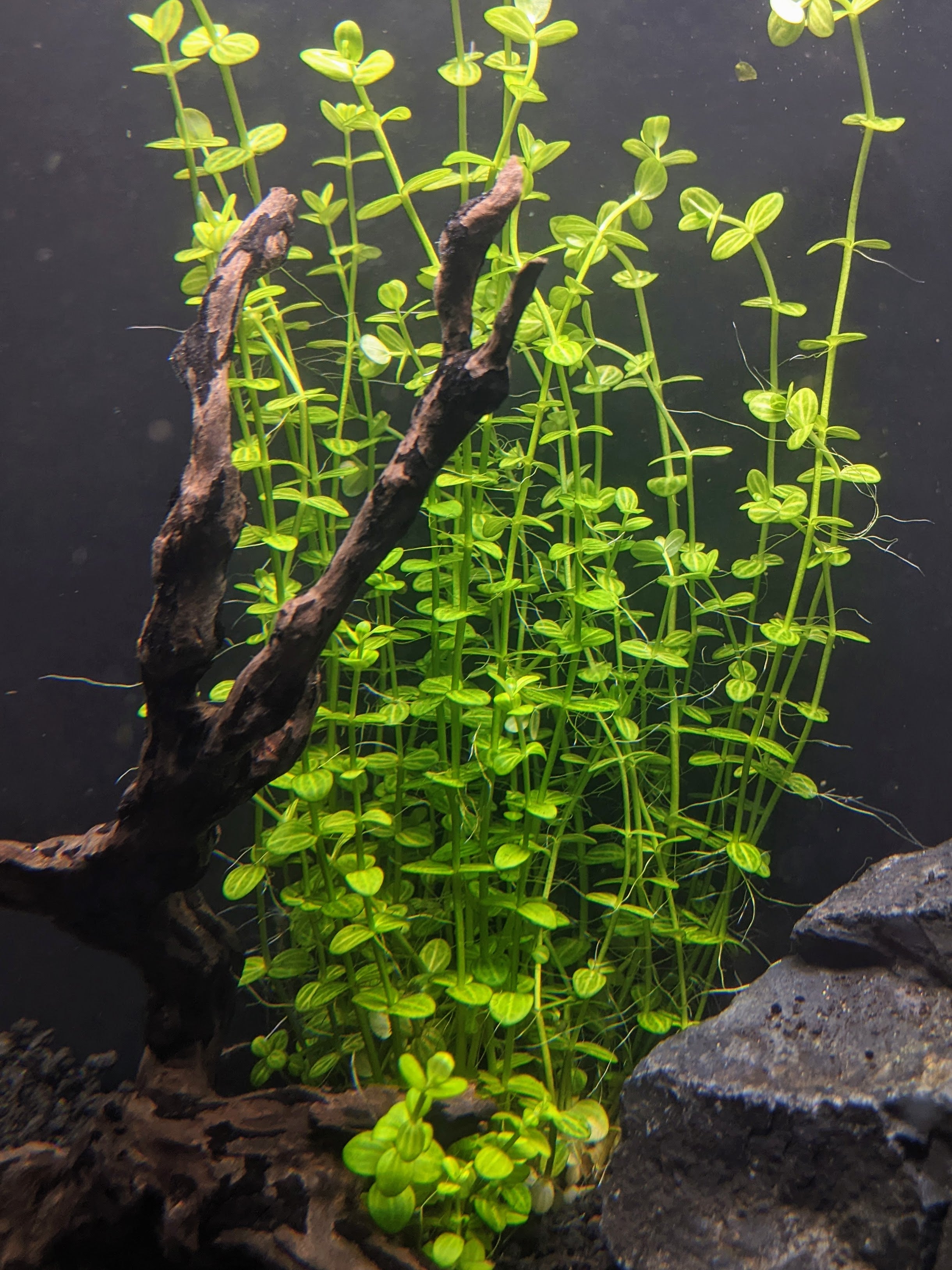 Lindernia Rotundifolia, Live Aquarium Plants – PearlingPlants