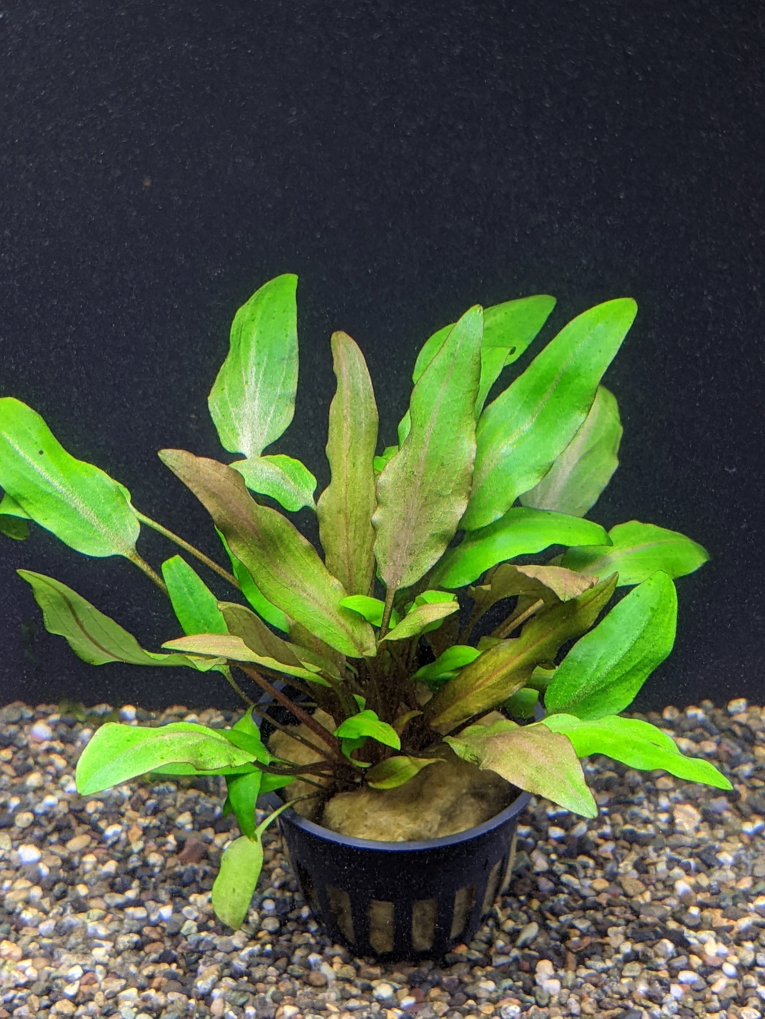 Cryptocoryne undulata For Sale Aquarium Zen Aquarium Zen, LLC
