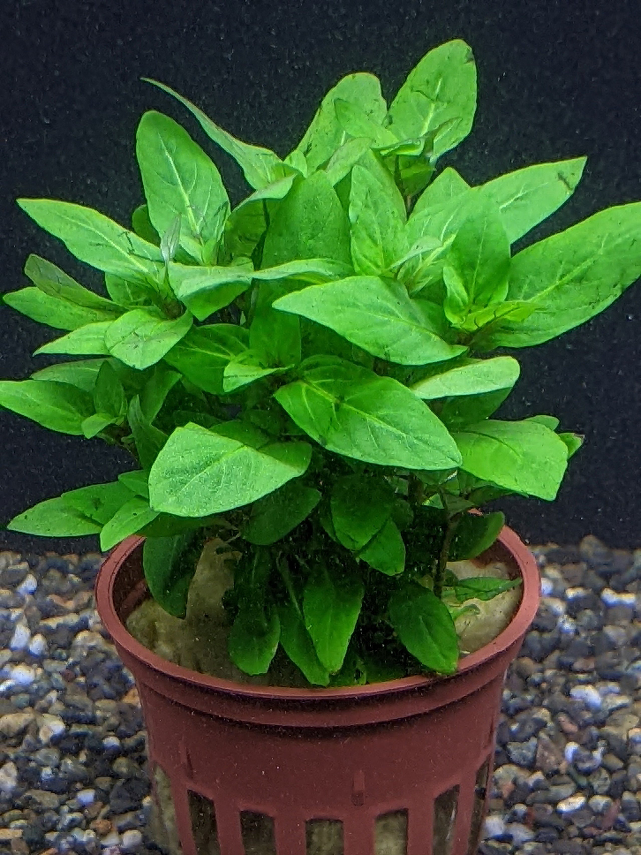 Staurogyne repens For Sale - Aquarium Zen | Aquarium Zen, LLC