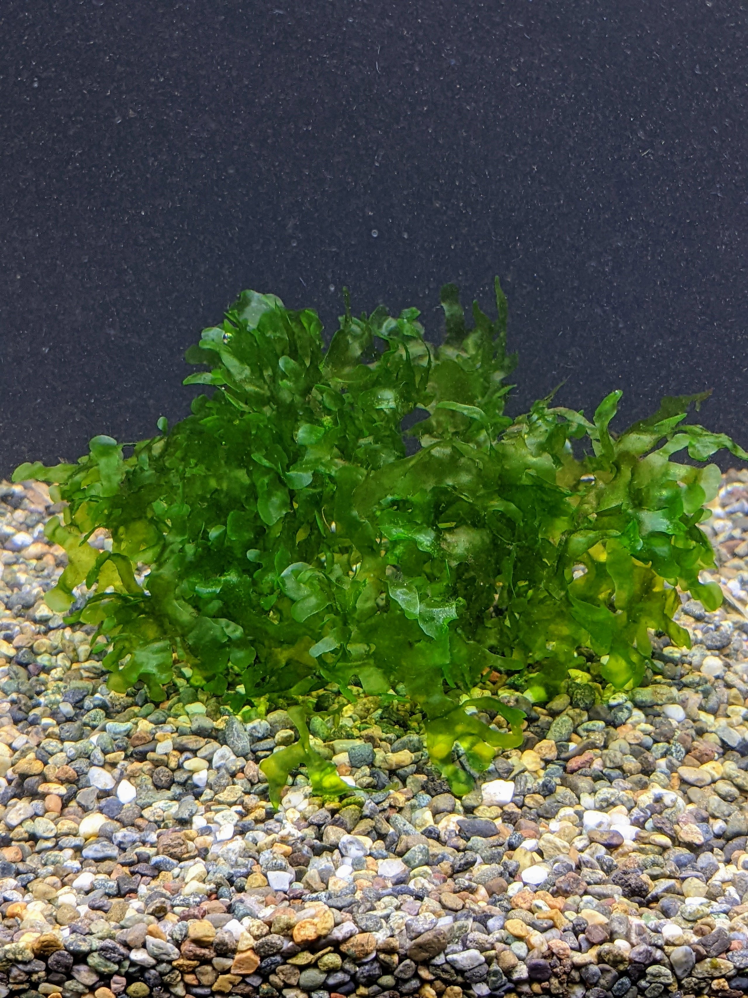 Susswassertang For Sale Aquarium Zen Aquarium Zen, LLC